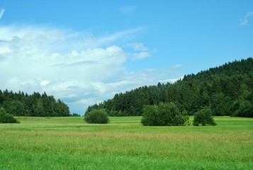 Green grass and meadow, in the background bushes, trees and forest in Poland. Beautiful blue sky on a sunny day.