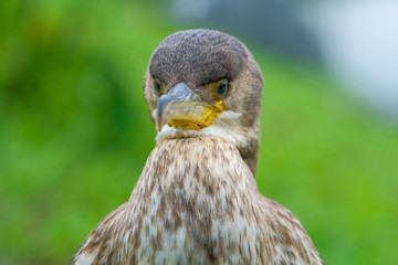 close up of a head