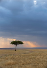 Obraz premium Acacia Tree with blue sky backdrop, Maasai Mara, Africa