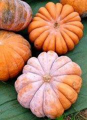 pumpkins for sale at the market