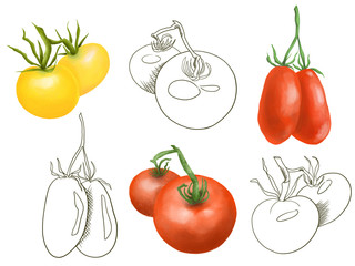 Collection of red and yellow tomatos, hand drawn isolated in sketch style on a white background