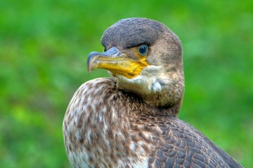 portrait of a duck