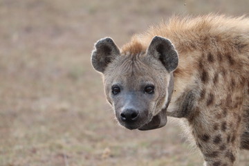 Hyena with a collar.