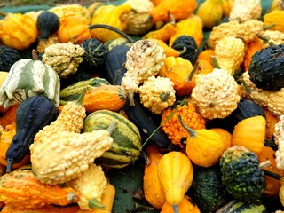 colorful gourds and pumpkins
