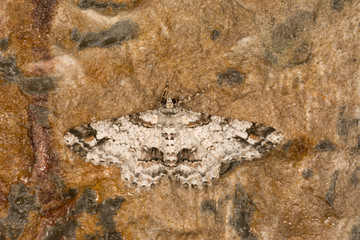 Geometroidea, Moth, Cleora Fratoria, Meghalaya, India