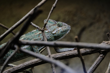Chameleon