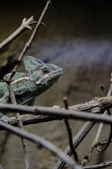 Chameleon