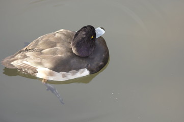 キンクロハジロ