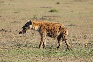 Spotted hyena feeding on old bones.