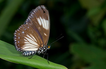 Fototapeta na wymiar Courtesan butterfly Female, Euripus nycteliu, Garo Hills, meghalaya, India