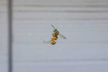Wespe und Spinne