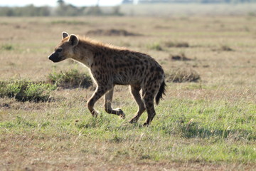 Naklejka na ściany i meble Spotted hyena in the african savannah.