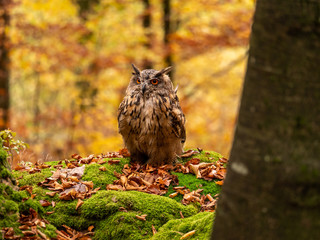 Eurasian eagle-owl (Bubo Bubo) in colorful autumn forest. Eurasian eagle owl sitting on tree. Owl in colorful autumn forest.