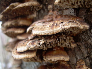 tree mushroom on a tree