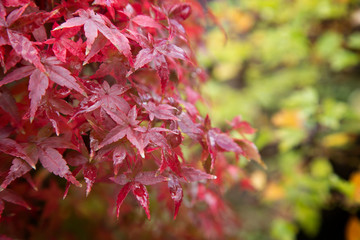 Red Maple Leaves in Autumn