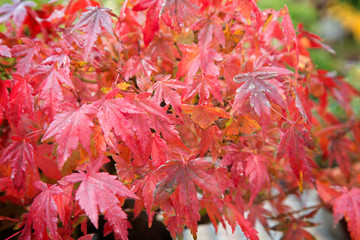 Red Maple Leaves in Autumn