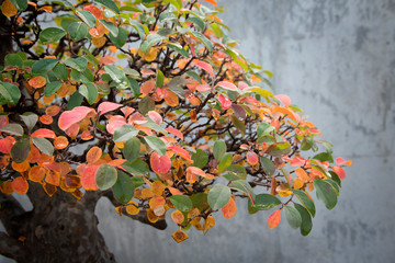 Red, green and yellow leaves of pseudocydonia bonsai in autumn 