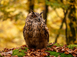 Eurasian eagle-owl (Bubo Bubo) in colorful autumn forest. Eurasian eagle owl sitting on tree. Owl in colorful autumn forest.