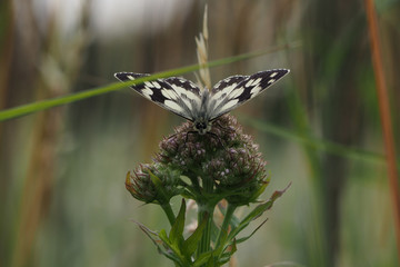 Schmetterling