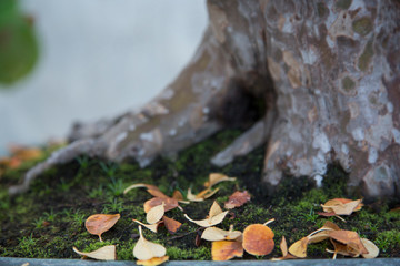 Red, green and yellow leaves on the ground with pseudocydonia bonsai trunk in autumn