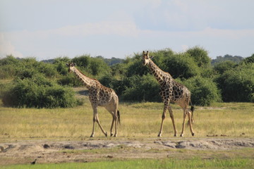 Girafe