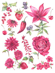 A set of red flowers and berries. Hand painted watercolor illustration.