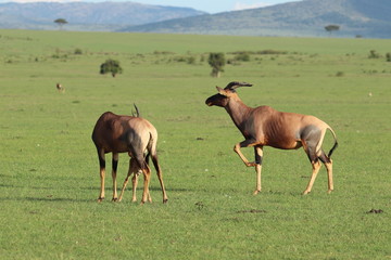 Topi male in the african savannah.