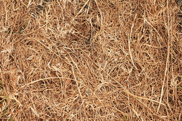 background of dry shallow grass in the meadow