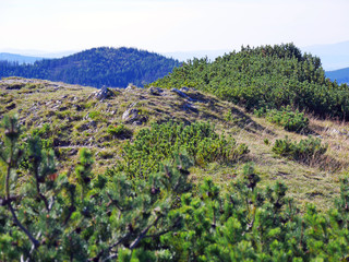 Fototapeta na wymiar Green forest mountains Tatry scenic