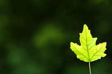Green leaf of maple on a blurred background. Free space for text