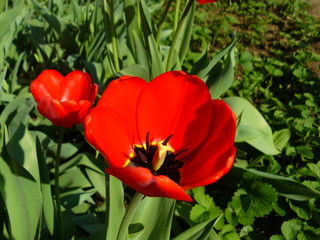 poppy flower red color four 4