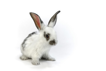 白背景の1匹の子ウサギ