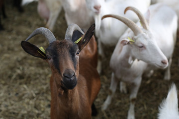chèvres en bretagne