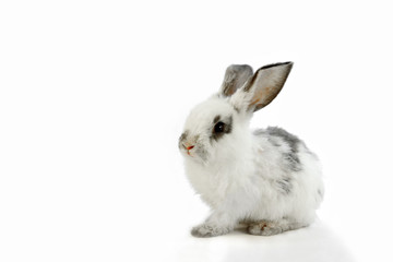 白背景の1匹の子ウサギ
