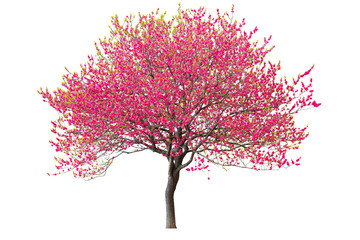 Purple cherry tree isolated on white background.