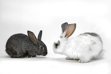 白背景の白と黒2匹の子ウサギ