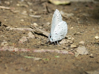 beautiful white butterfly on a floor