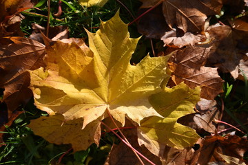 Yellow and brown autumn leaves on the ground