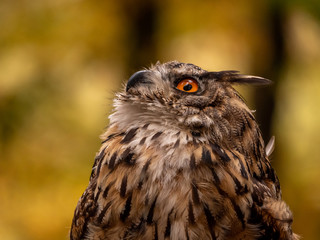 Eurasian eagle-owl (Bubo Bubo) in colorful autumn forest. Eurasian eagle owl sitting on tree. Owl in colorful autumn forest.