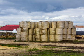 Good harvest. Cylindrical straw bales lie in the open. Against the background of a dairy farm. Podlasie, Poland.