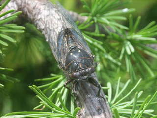 cicada on a green leaves 2