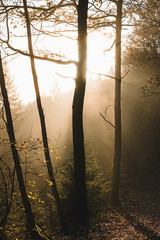 Obraz premium Gegenlicht im Wald 