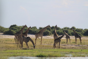 Girafe