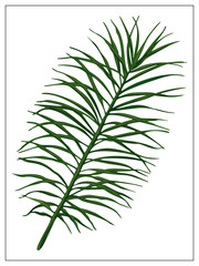 Realistic palm leaf on a white background.