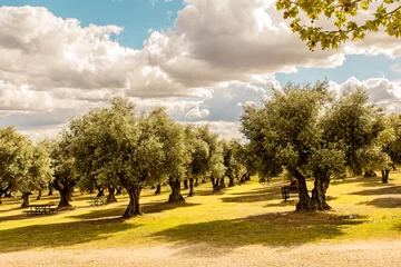 Fototapeten Landschaft einer Olivenbaumhaube in Spanien mit Tischen für Picknicks und bewölktem Himmel © kemirada