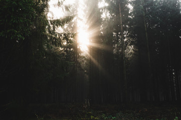 Gegendlicht im Fichtenwald