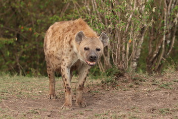 Female spotted hyena.