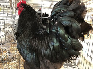 Close up, side view of an Asiatic Langshan rooster in a cage during a farmer's exhibit