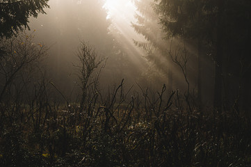 Sonnenlicht im Fichtenwald