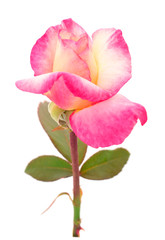 Pink rose flower.